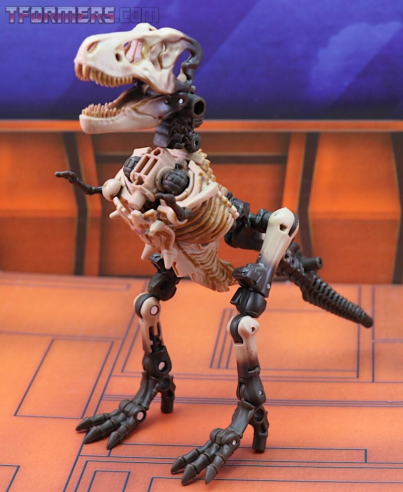 paleotrex ractonite combinations